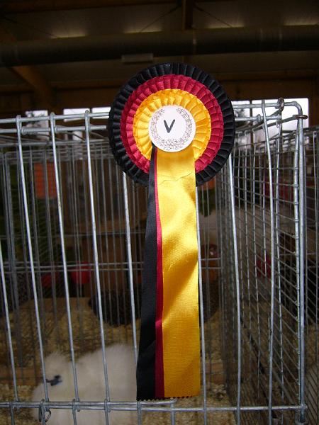 Kreisschau Coesfeld 2008 041.jpg - Schauimpressionen der Kreisschau Coesfeld 2008